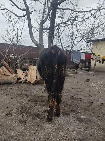 Коровы, быки: Продаю | Бык (самец) | На откорм | Привязанные — 6