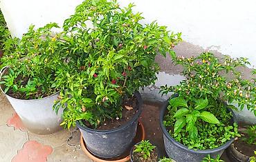 col bitkiləri: Bəzək kolu – Euonymus (qızılı-yaşıl yarpaqlı sortlar) - Saksıda — 6