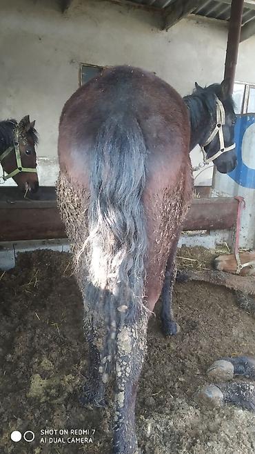 Лошади, кони: Продаю | Конь (самец) | Рабочий | Мерин — 4