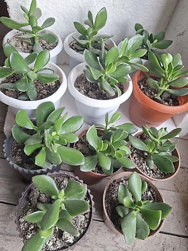 pilastik qapi: Succulent – Pul bitkisi (Crassula ovata) fidanları - Növ: Crassula — 1