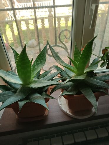 dibcək gulləri ev gulleri ve adlari: Əsl aloe Vera bitkisidir. Enli yarpaqlı,bol geli olandandır. Həm