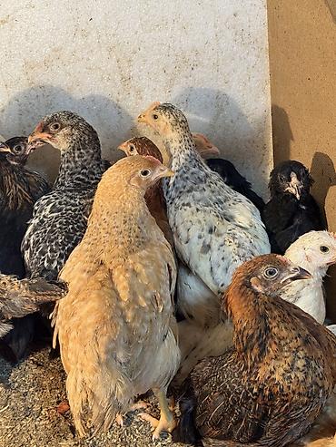 Птицы: Продаю цыплят — 2