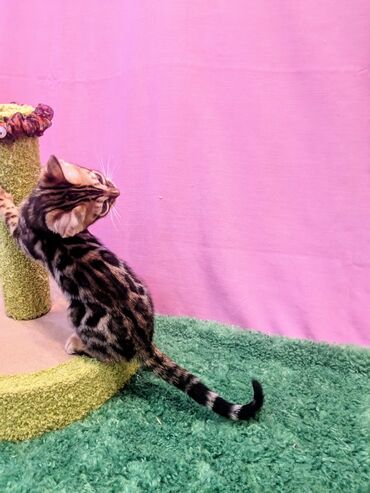 Продажа кошек: Бенгальская, 2 месяца, Мальчик, Приучена к лотку, Проглистована, С документами — 6