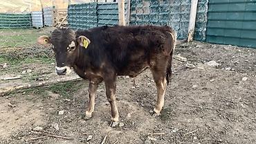 Коровы, быки: Продаю | Бык (самец) | На откорм — 13