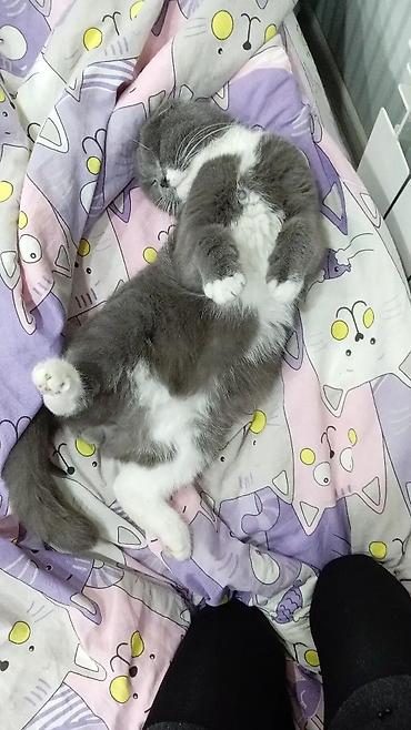 Pişiklər: Şotland yastı qulaq — 2