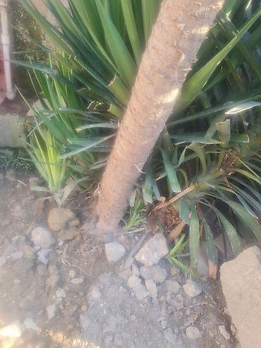 mal dili kaktus: Dekorativ Yucca Ağacı – həyət və bağ üçün - Növ: Yucca (hündür — 3