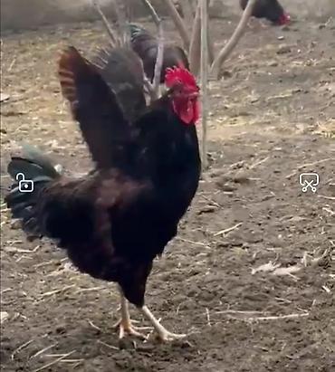 K/t heyvanları və malları: Red island, Rod aylend, Mohagan xuruzu satılır. 6 aylıq cavan və aktiv — 3