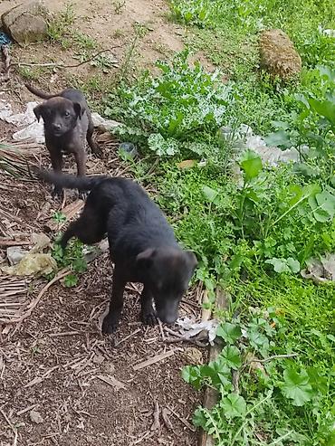 İtlər: 6 ay — 12