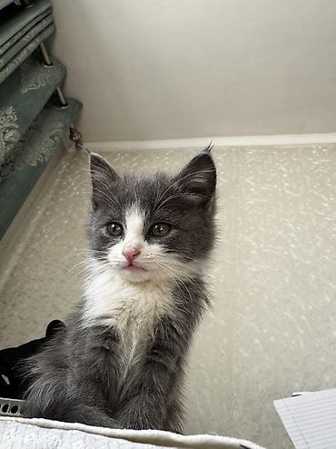 котенок: 1 месяц, Девочка, Приучена к лотку — 5