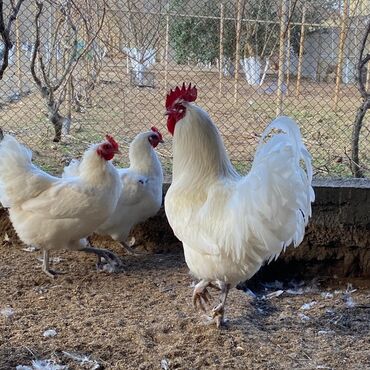 kend toyuqlari satisi: Toyuq, Australorp, Damazlıq, Rayonlara çatdırılma, Ünvandan götürmə, Pulsuz çatdırılma