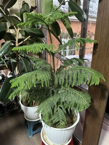 растения для офиса: Комнатное растение: Араукария разнолистная (Norfolk Island Pine) -