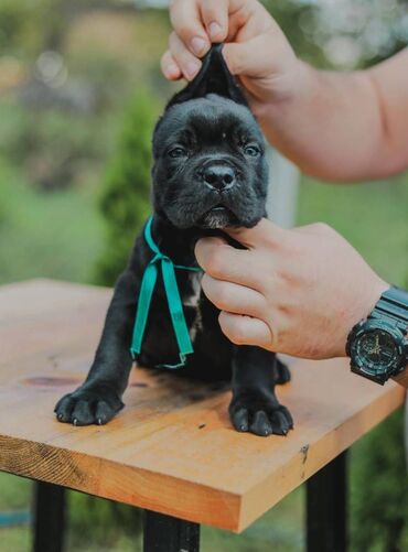 Psi: Postanite vlasnik jednog od naših vrhunskih Cane Corso štenaca — 4