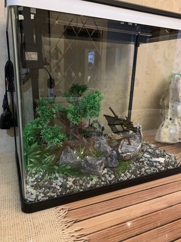 yumru akvarium: Dördbucaq akvarium, 49 l