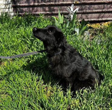 кавказская овчарка купить щенка: Фонд помощи животным Добрые руки, ищет добрые руки для чисто черной