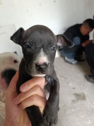 Собаки: Продаю щенков питбули кубинцы чистокровные мать и отец на фото