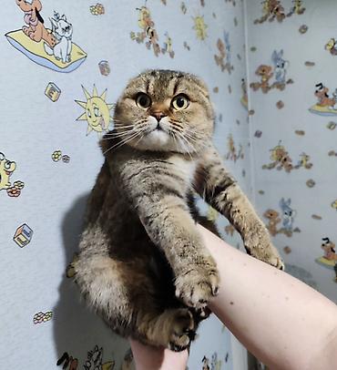 шотландка кошка: Скотиш Фолд (Шотландская вислоухая), 2 года, Девочка, Золотая шиншилла, Приучена к лотку, Проглистована — 1