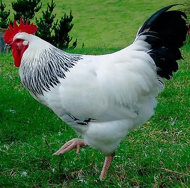 cüceler: Serebrist F6 cucesi 1.20 Catdirilma var gence daxili pulsuz Butun — 3
