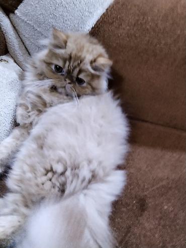 Pişiklər: Fars — 9