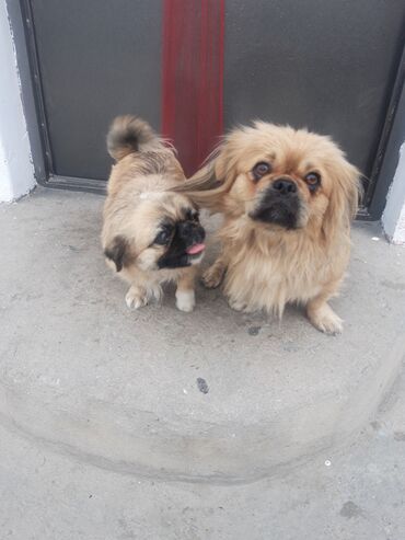 İtlər: Pekines, 1 il, Dişi, Sənədli, Ünvandan götürmə