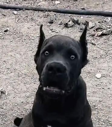 Kane-Korso, 3 ay, Dişi, Peyvəndli, Pulsuz çatdırılma