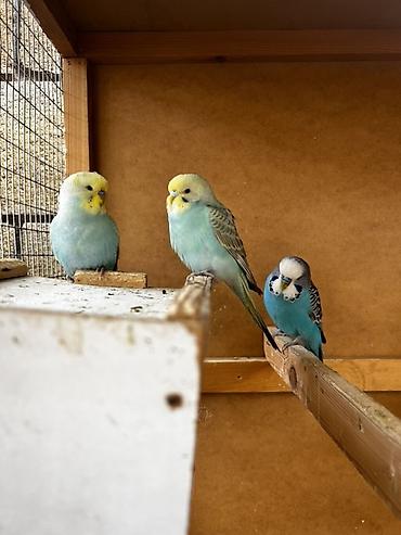 Животные: Волнистые попугаи (budgerigar) различных окрасов. Описание: - — 7