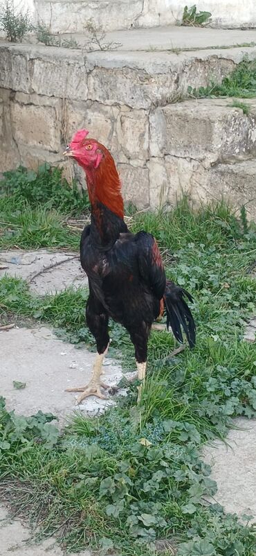 Xoruzlar: Xoruz, Heyratı, il: <1, Ödənişli çatdırılma — 7