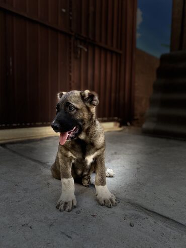 животные собаки: Продается алабай (САО) 1,5месяца кабель игривый умный пёс прививки