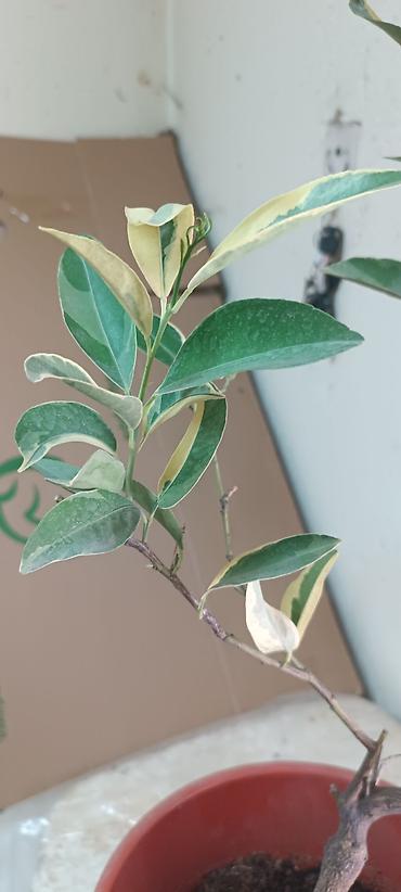 Лимоны: Продаю сортовые цитрусовые растения - ГРЕЙПФРУТ ДУНКАН 130см высота — 12