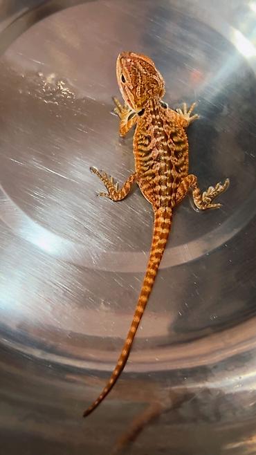 taxta qurdu: Bearded dragon ( aqama ) ve gecko ( eublefar ) kertenkele balalari — 6