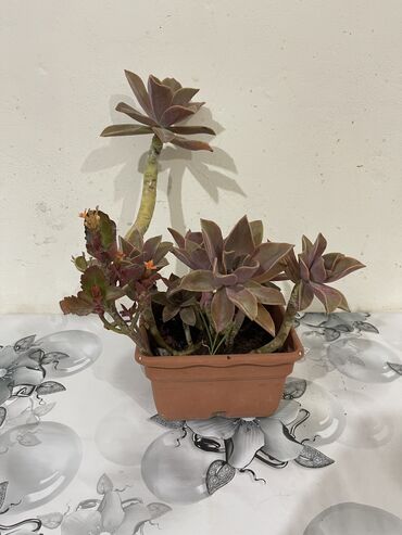 Otaq bitkiləri: Dibçək gülləri Çoxlu növdə dipcək gülləri var. Çatdırılma var — 5