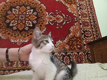 Отдам котенка в хорошие руки Котёнок, окраса табби с белым. Полосатая
