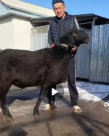 как бросить курить: Продаю | Баран (самец) | Для разведения | Племенные — 1