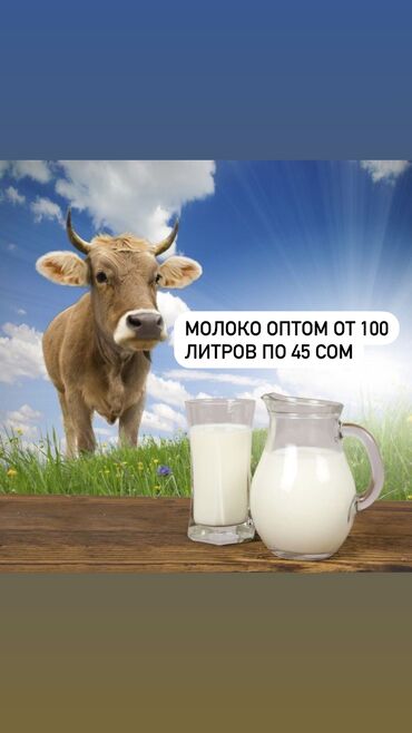 ат баши: Продаем вкусное и свежее молоко оптом по 45 сом. Жирность 5%все
