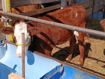 уй кой: Сатам | Уй (ургаачы), Кунаажын, Музоо | Ангус, Швиц, Симментал | Көбөйтүү үчүн, Сүт алуу үчүн | Асыл тукумдуу, Жасалма уруктандырылган