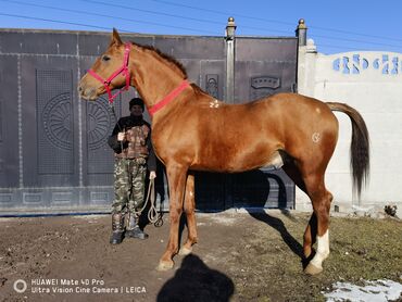 стрижка кошек с выездом на дом: Донской жер 3х лет168+ в х