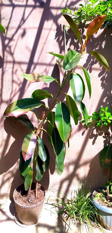 tulpan gulleri: Ficus elastica gülüdür 🌿tam təbi̇di̇r✅6 ədəd'dir fərqli boylarda