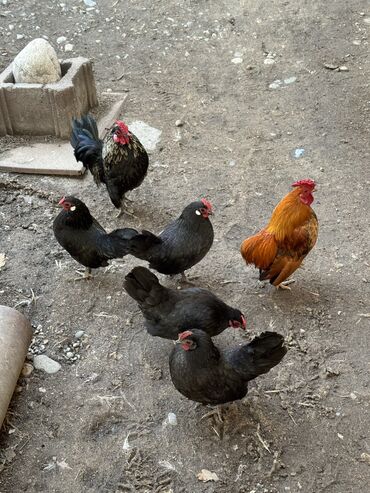 Куры, петухи: Продаю | Куры, Петух — 8