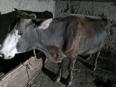 дойной корова: Продаю | Корова (самка) | Для молока | Стельные