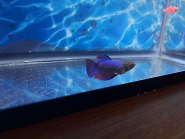 akvarium baliqlari: Salam .Akvariumlu dəst satilir.icərsində işıqları termometr filteri — 3