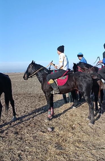 Лошади, кони: Продаю | Конь (самец) | Конный спорт — 6