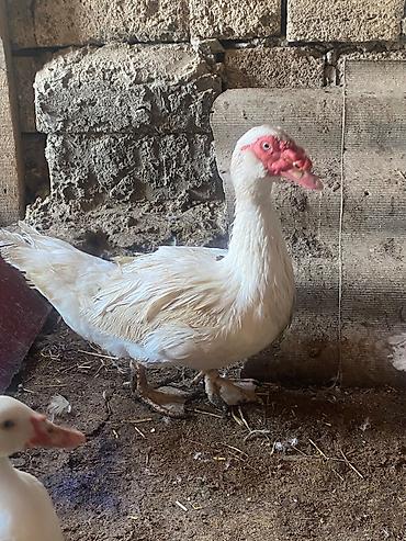 star quşu: Salam linda qazlar Mirvari lal ordekler satilir — 2