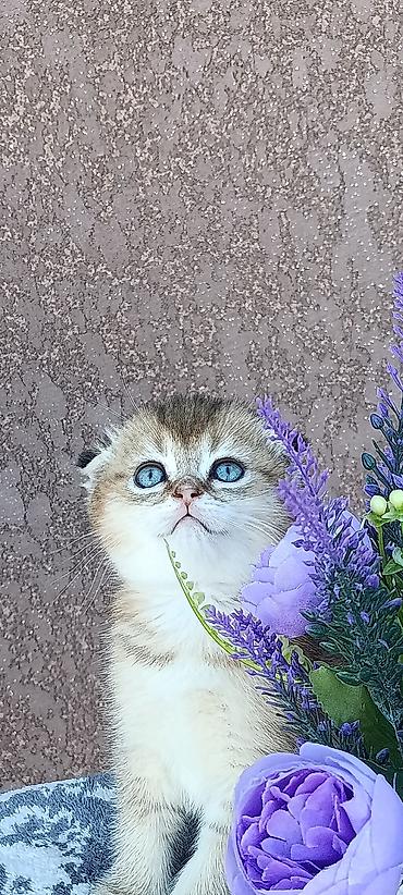 кошка скоттиш фолд цена: Скотиш Фолд (Шотландская вислоухая), 1 месяц, Девочка, Золотая шиншилла, Приучена к лотку, Проглистована — 7