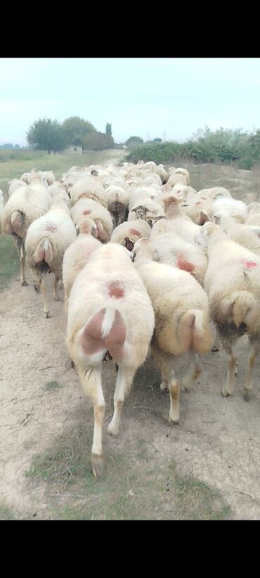 Qoyunlar, qoçlar: Dişi, il: 1, 50 kq, Damazlıq, Ünvandan götürmə — 9