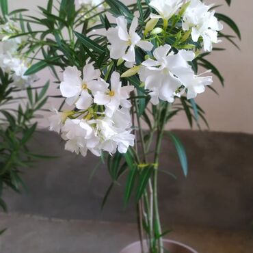 цветы для офиса: ОЛЕАНДРЫ 
БЕЛЫЕ
ЦВЕТУТ 
г.Ош