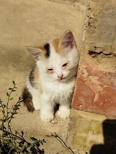 Үй жаныбарлары: Кошка одам в хорошие руки — 2