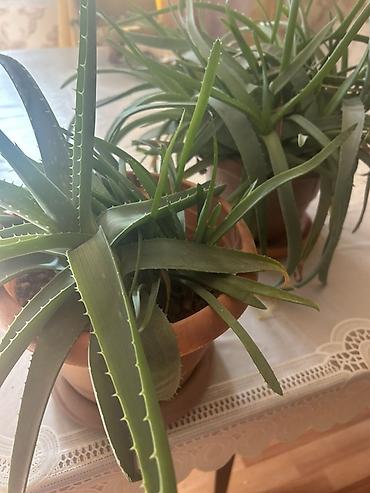 ev gulleri ve adları: Aloe vera bitkisi, 2 ədəddi, 1 ədədi 8 azn — 1