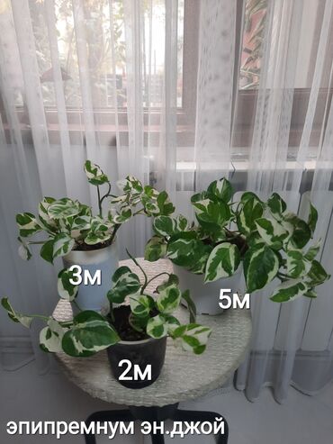 Otaq bitkiləri: Otaq bitkiləri kolleksiyası 1) Papоротnik – 20 m - Sərfəli otaq — 8