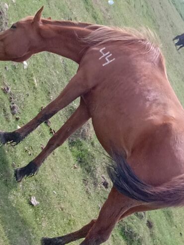 арабский лошади: Продаю | Конь (самец) | Арабская | Для разведения, Конный спорт | Осеменитель