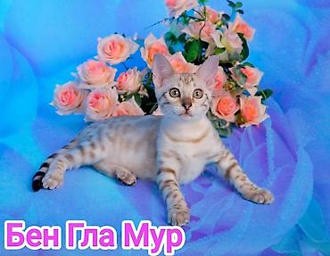 Продажа кошек: Бенгальская, 2 месяца, Девочка, Приучена к лотку, Проглистована, С документами — 4