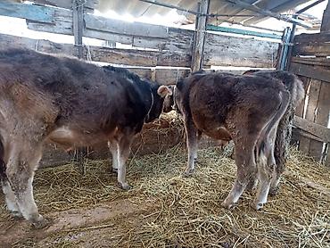 Коровы, быки: Продаю | Бык (самец) | На откорм | Привязанные — 6